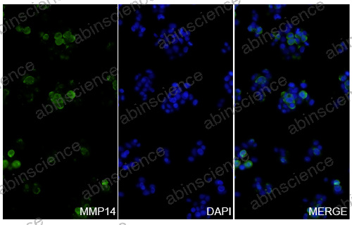 Anti-Human MMP-14/MT1-MMP Reference Antibody (KD014, RUO)