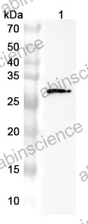 Anti-EFNA5 Polyclonal Antibody