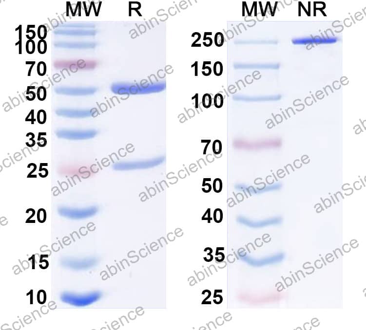 Anti-pan-Glypican Recombinant Antibody (HS20)