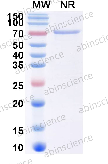 Research Grade efsubaglutide alfa