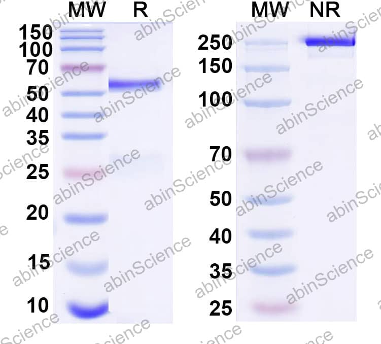 Anti-Human GLP1R Reference Antibody (Glutazumab, RUO)