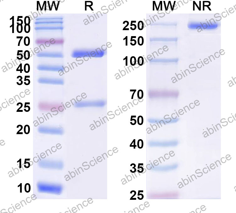 Anti-Human CD134/TNFRSF4/OX40 Monoclonal Antibody (1A639)