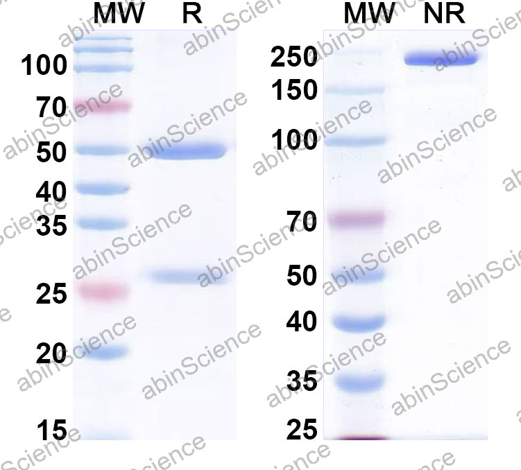 Anti-Human CD134/TNFRSF4/OX40 Monoclonal Antibody (1A640)