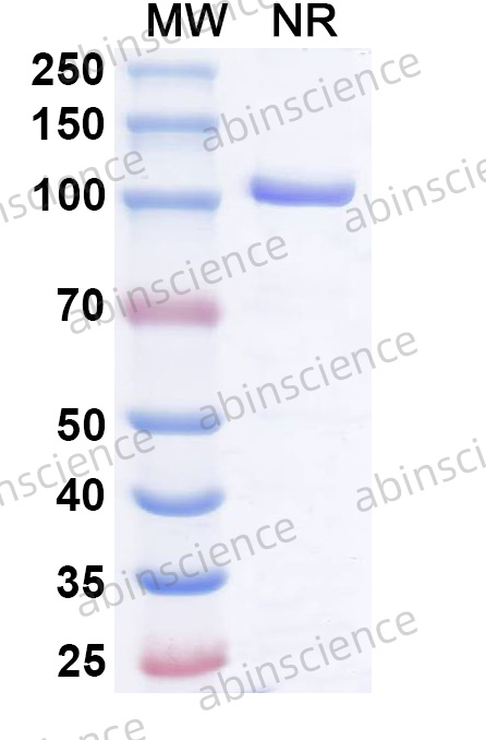 Anti-CD79B & Fc-gamma-R2B/CD32b Bispecific Reference Antibody (Mgd010, RUO)