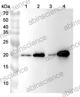 Anti-Human CAV2 Polyclonal Antibody