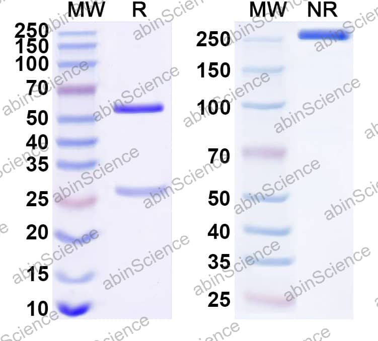 Anti-Human CD103/ITGAE Recombinant Antibody (LF61)