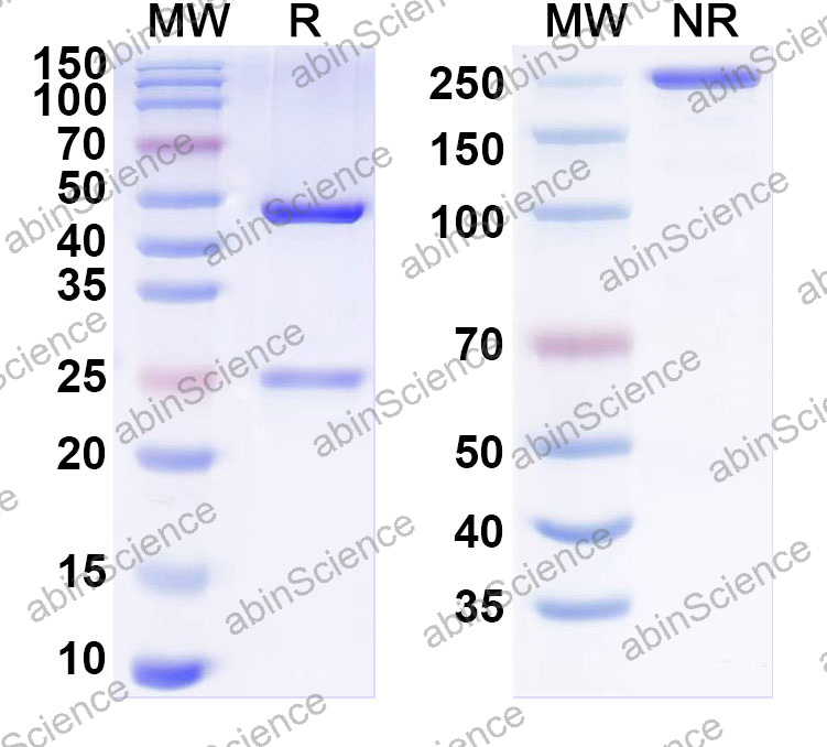 Anti-Human VHL Monoclonal Antibody (1A521)