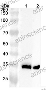 Anti-Human PPP1CC Polyclonal Antibody