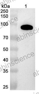 Anti-Human NOTCH1 Recombinant Nanobody (SAA1286)