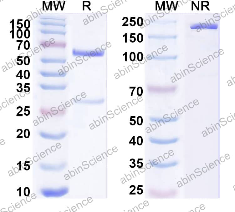 Anti-Human IL-13 Reference Antibody (Zumilokibart, RUO)