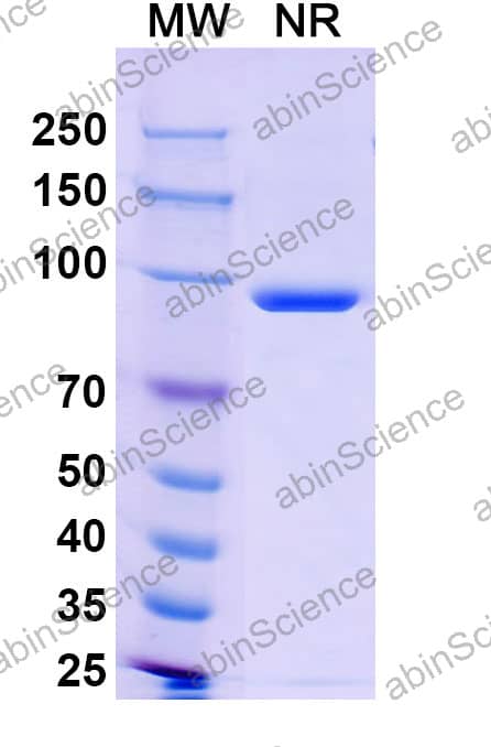 Anti-Human CD68/SR-D1 Recombinant Antibody (SAA2571)