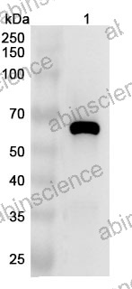 Anti-CD147/BSG Polyclonal Antibody