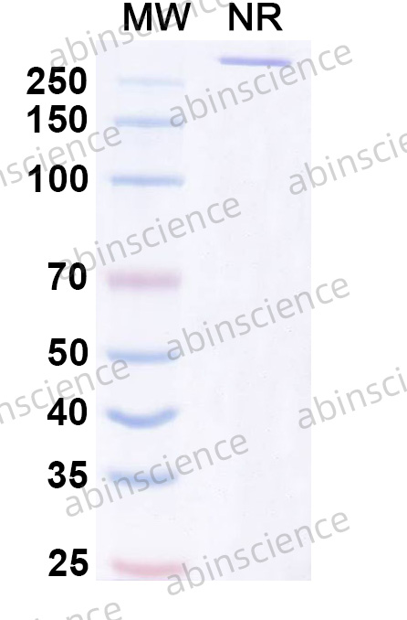 Anti-Human EMMPRIN/CD147 Reference Antibody (Ziralimumab, RUO)