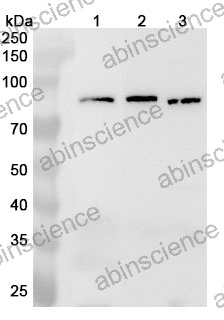Anti-Human MCM7 Polyclonal Antibody