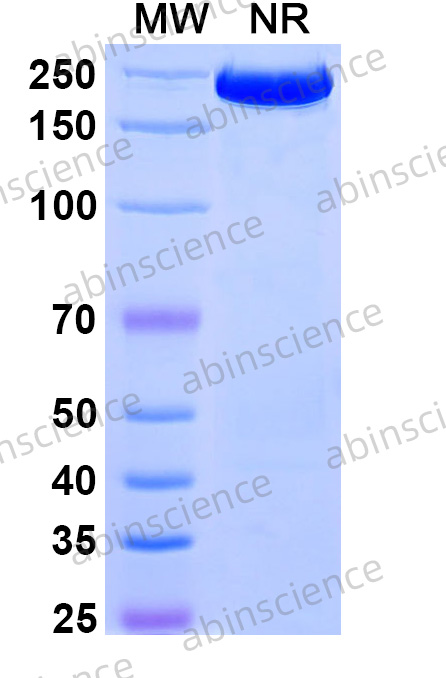 Anti-Human CD27 Ligand/TNFSF7/CD70 Reference Antibody (Cusatuzumab, RUO)