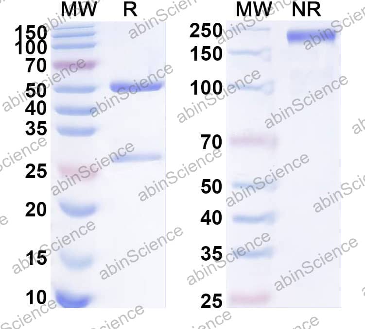 Anti-Romiplostim Monoclonal Antibody (1A430)
