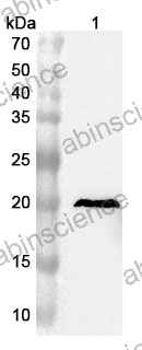 Anti-Human EMP2 Polyclonal Antibody