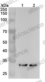 Anti-Human RPS3A Polyclonal Antibody