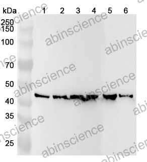 Anti-ACTB/β-actin/Beta Actin Recombinant Antibody (SAA0339)
