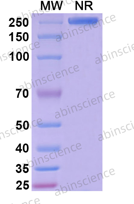 Anti-Human ROR1 Reference Antibody (Zilovertamab, RUO)