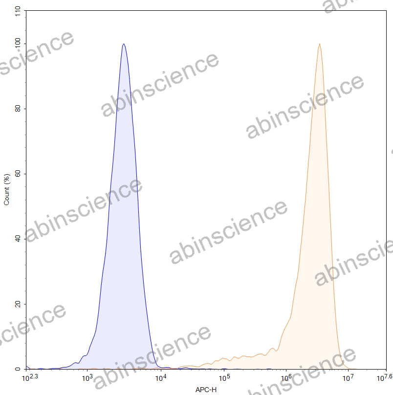 HEK293T Human CLDN18.2 Stable Cell Line