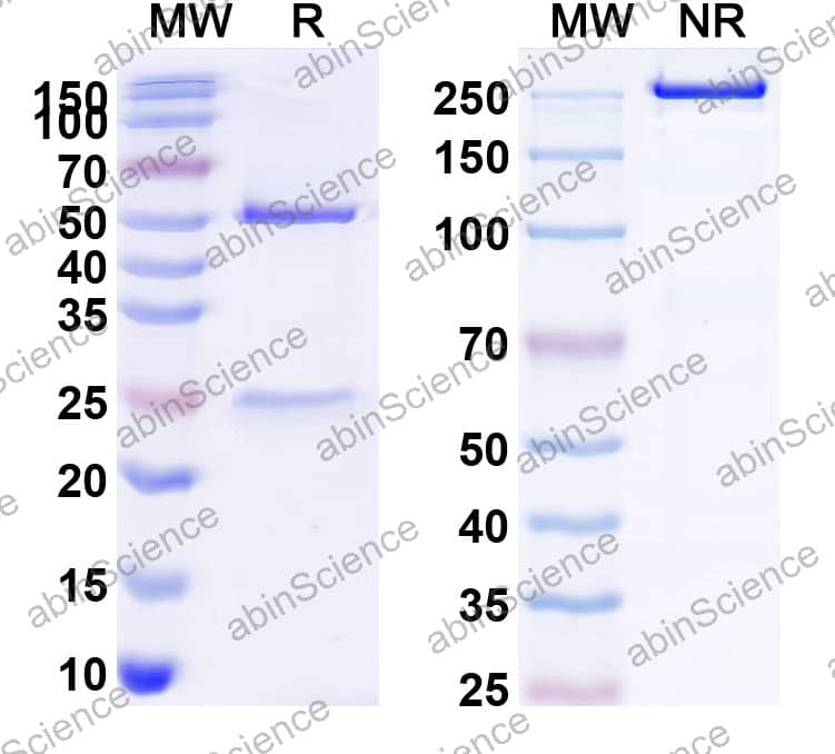 Anti-Human IL1RL1/ST2 Monoclonal Antibody (1A049)