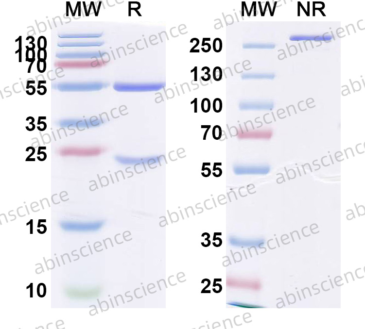 Anti-Human Aquaporin-4 Reference Antibody (Aquaporumab, RUO)