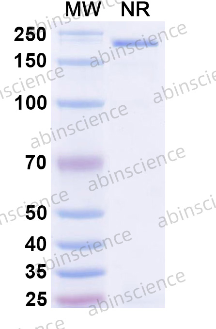 Anti-Human CD81 Recombinant Antibody (5A6)