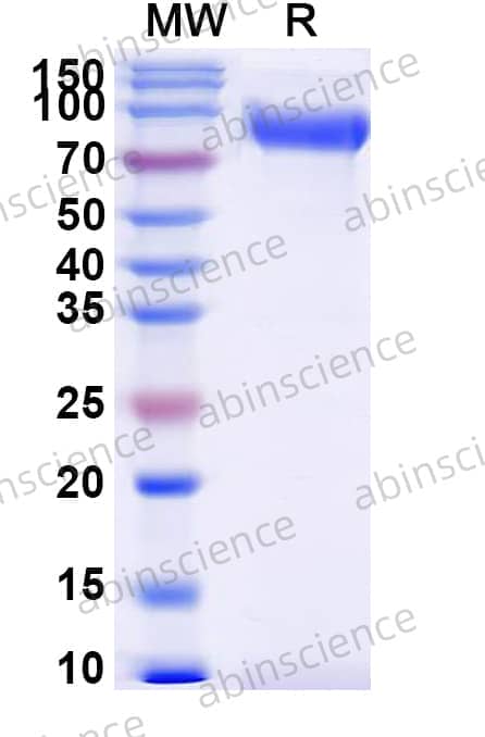 Human SIRP alpha/CD172a Recombinant Protein (C-Fc)