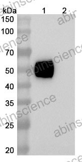 Anti-Human SIRP alpha/CD172a Reference Antibody (Lumistobart, RUO)