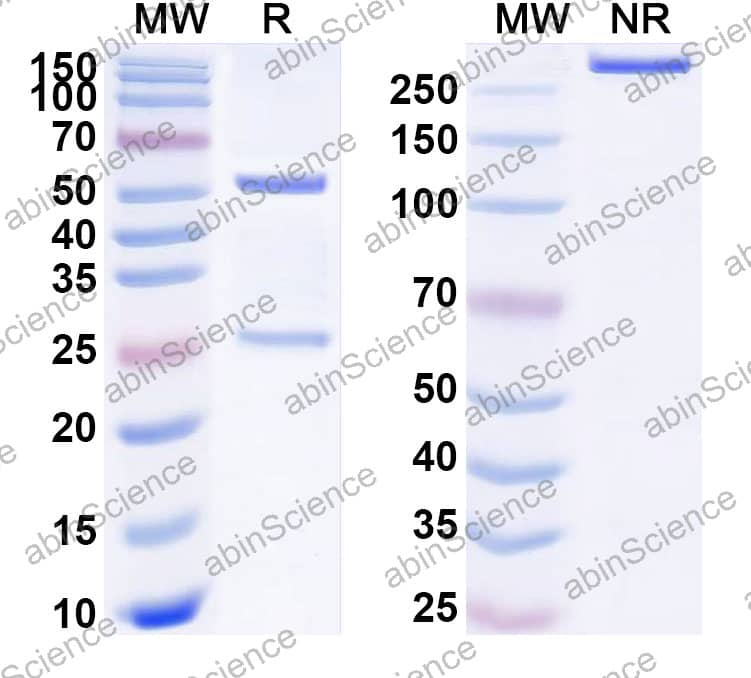 Anti-Human SIRP alpha/CD172a Reference Antibody (Ipsoprubart, RUO)