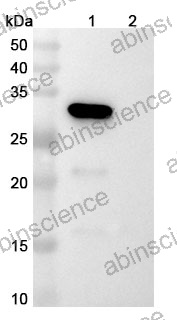 Research Grade Anti-Human HAMP/Hepcidin (LY2787106)