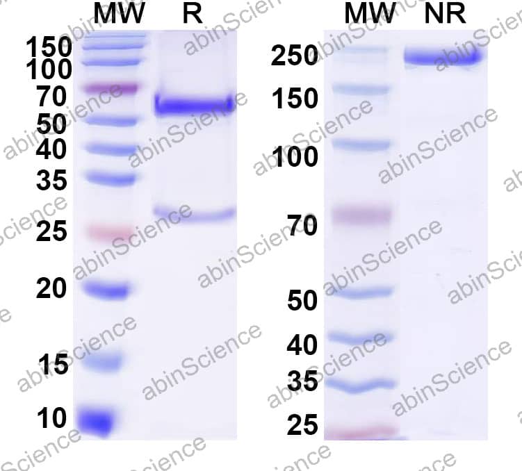 Anti-Human IL-3R alpha Reference Antibody (Lixarkitug, RUO)