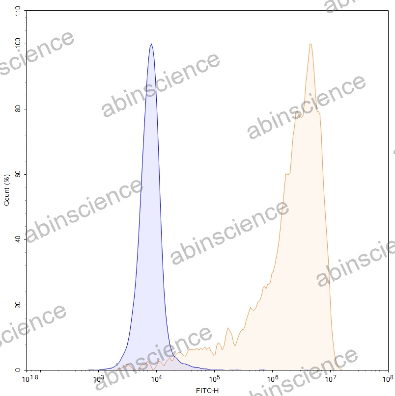 HEK293T Human CLDN6 Stable Cell Line