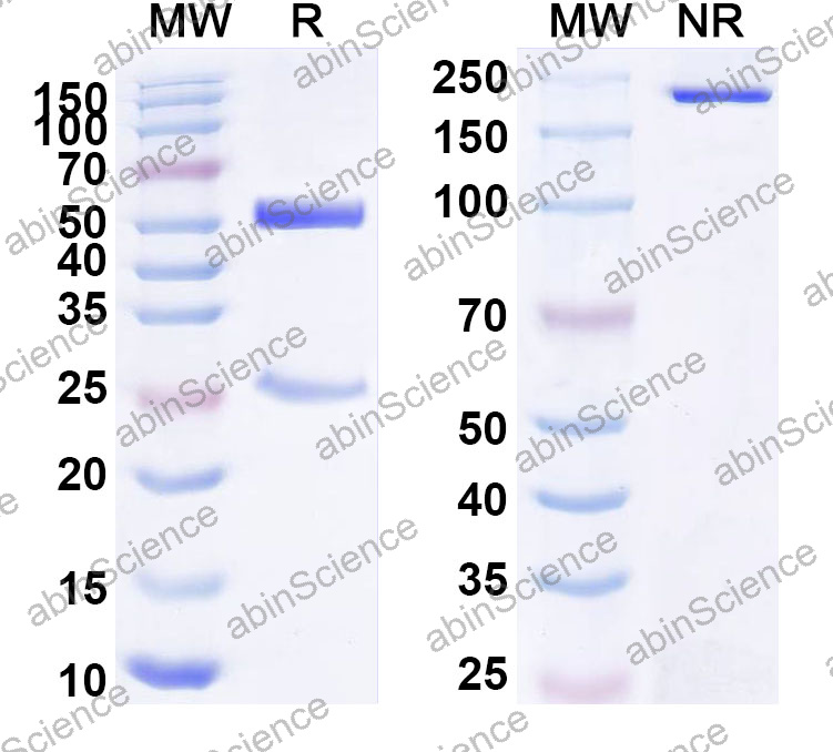 Anti-Human GP2 Monoclonal Antibody (1A656)