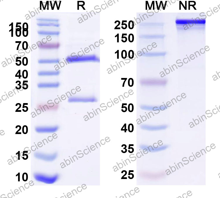 Anti-Human GP2 Monoclonal Antibody (1A657)