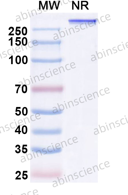 Anti-Human BCMA/TNFSF17 & CD3 epsilon Bispecific Reference Antibody (Emb-06, RUO)