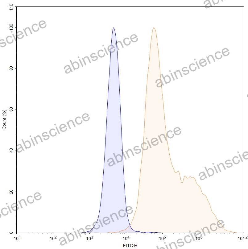 HEK293T Human CD269/TNFRSF17/BCMA Stable Cell Line