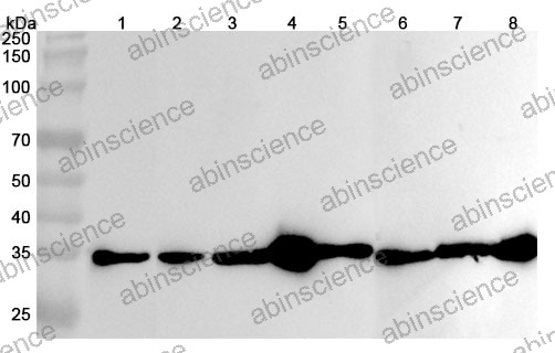 Anti-Human GAPDH Monoclonal Antibody (1A200)