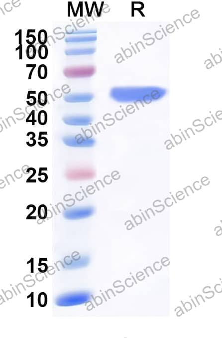 Monkey CD71/TFRC Recombinant Protein (C-His)