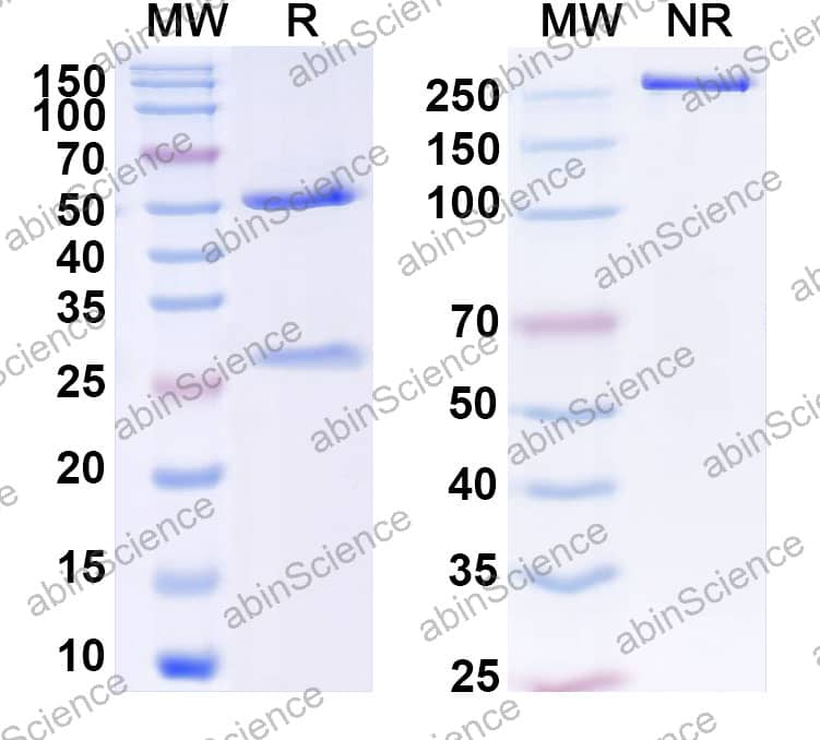 Anti-Human CD3E Monoclonal Antibody (1A154)