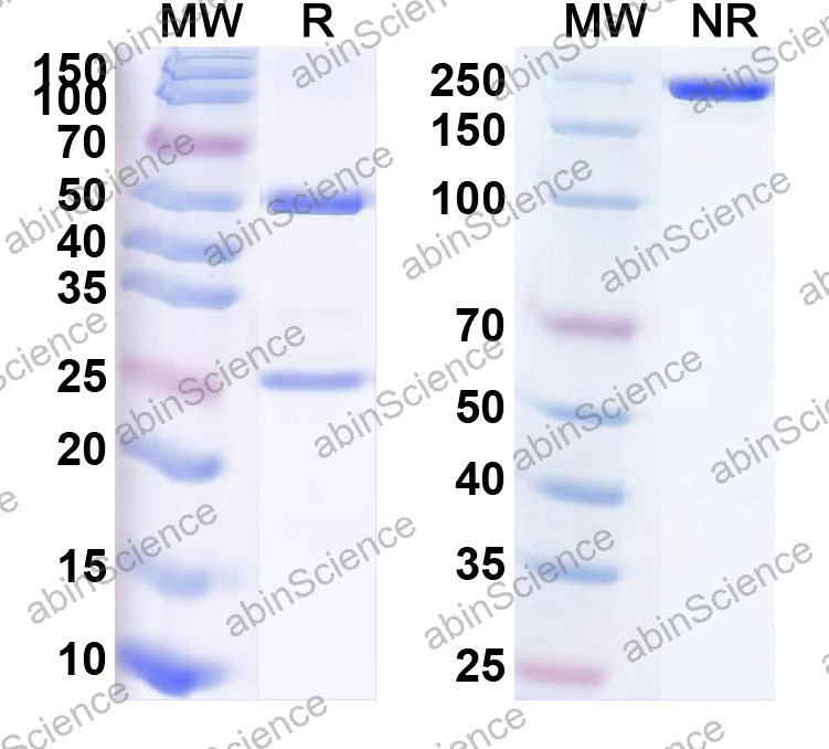 Anti-Human CHGA Monoclonal Antibody (1A669)