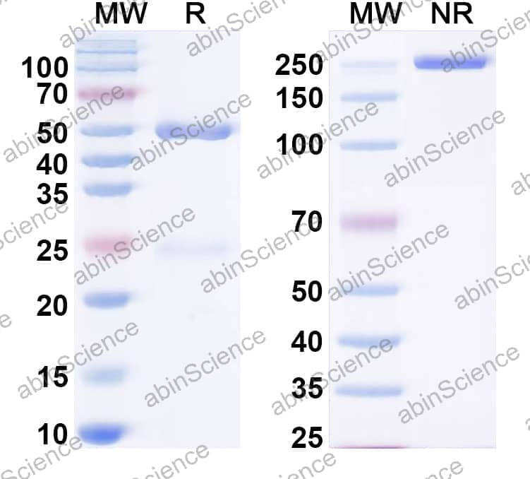 Anti-Human AMH Monoclonal Antibody (1A378)