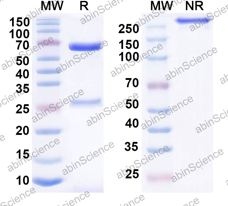 Anti-Human NTRK1 Monoclonal Antibody (1A718)