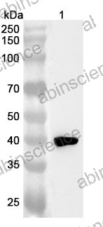 Anti-Human SP-B/Surfactant Protein B Polyclonal Antibody