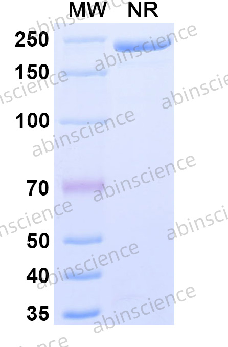 Anti-Human CD117/c-kit Reference Antibody (Briquilimab, RUO)