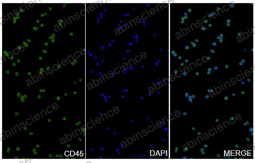 Anti-Human CD45 Recombinant Nanobody (2H5)