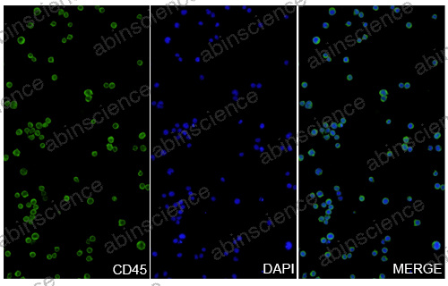 Anti-Human CD45 Recombinant Nanobody (2H7)