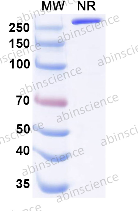 Anti-Human APP Recombinant Antibody (3D6)