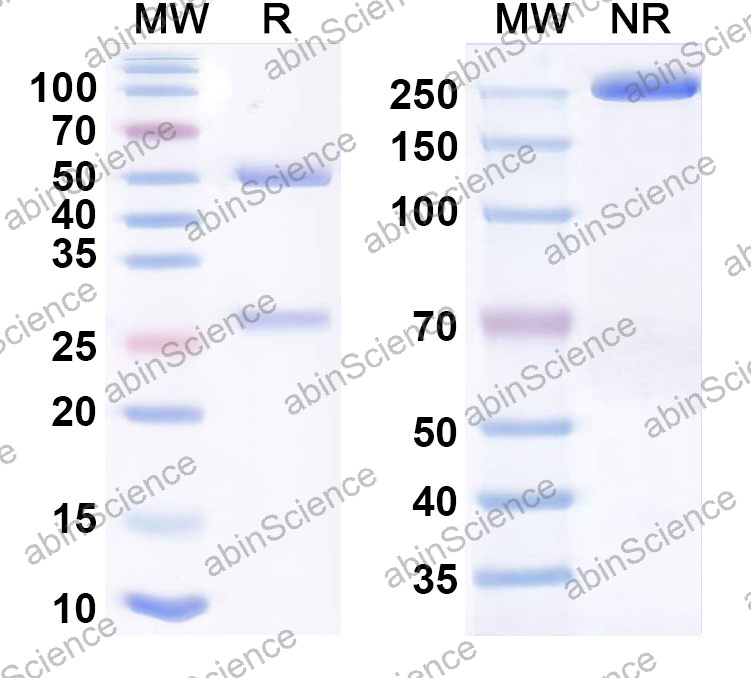 Anti-Human PSA/KLK3 Monoclonal Antibody (1A553)
